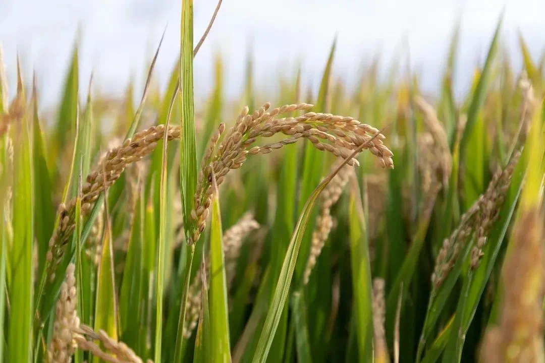 Eco-friendly practices and technology empower high-quality Zhangjiagang Rice