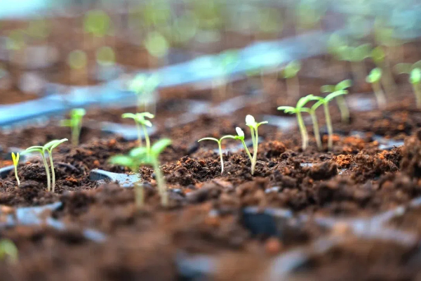 Zhangjiagang's seed innovation fuels new quality productive forces in agriculture