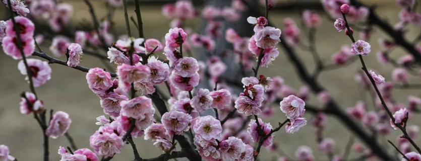 Plum trees bloom in Zhangjiagang