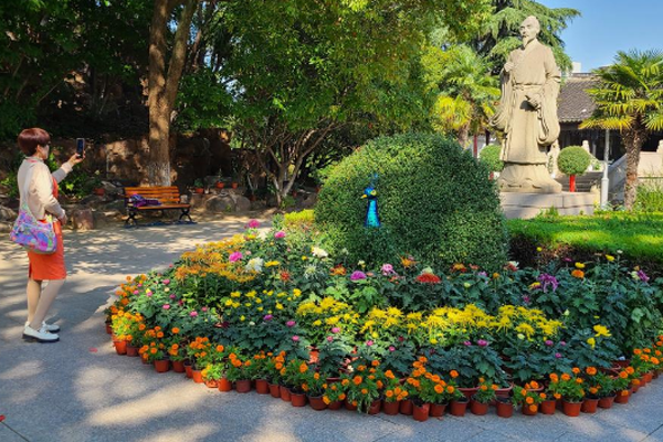 Chrysanthemum exhibition held in Shazhou park