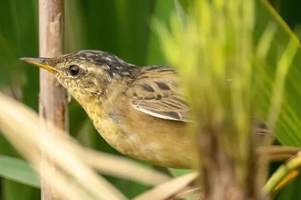 Diverse animal species show up in Zhangjiagang