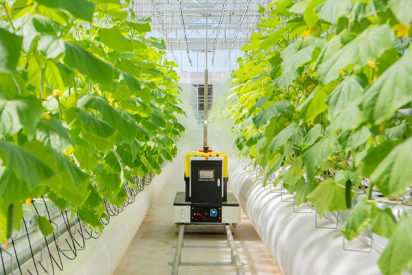 Smart vegetable base sees high yield