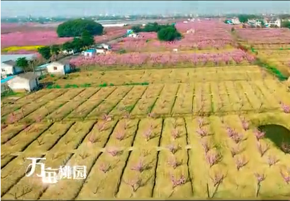 400 hectares of peach trees in full bloom