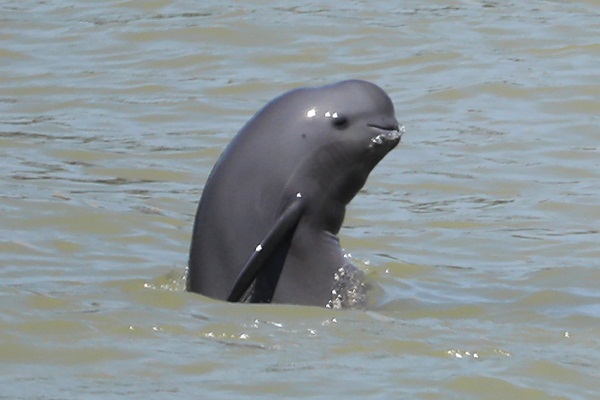 Porpoise protector brings new wave of care to Yangtze River Basin ecosystem