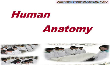 Systematic Anatomy