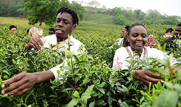 Intl students experience tea culture in Zhenjiang