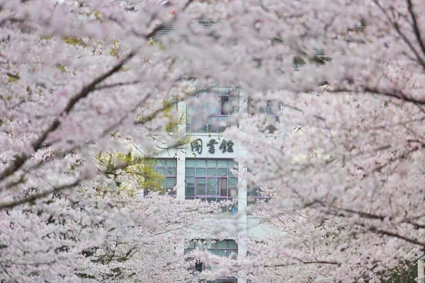 Spring blossoms on campuses of Jiangsu's universities