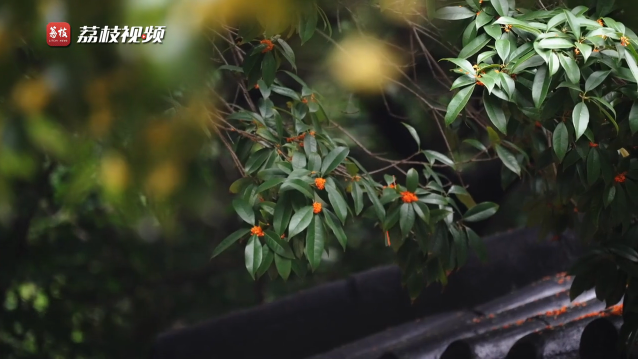 Osmanthus blossoms blanket the ground at Nanjing University