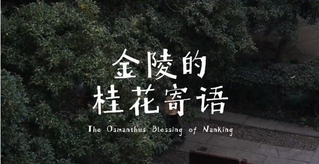 Osmanthus blessing of Nanjijng