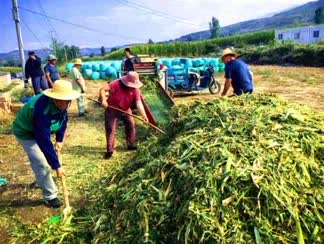 Jinchuan Group helps package forage corn silage in Jishishan county