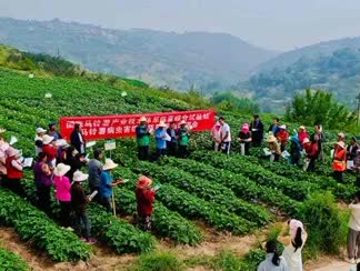 Jinchuan Group supports Anjiawan village to speed up potato harvest