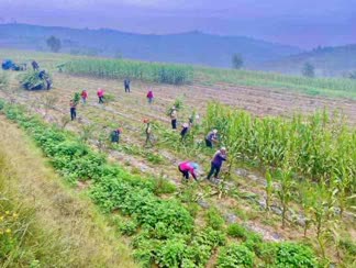 Jinchuan helps Jishishan county transform through forage corn cultivation