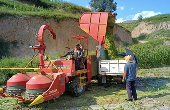 Jinchuan Group drives silage corn harvest in Jishishan county