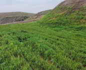 Jinchuan makes substantial achievements in ecological restoration of copper slag deposits