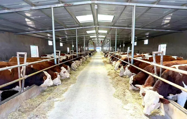 Jinchuan Group vitalizes rural Gansu with targeted support