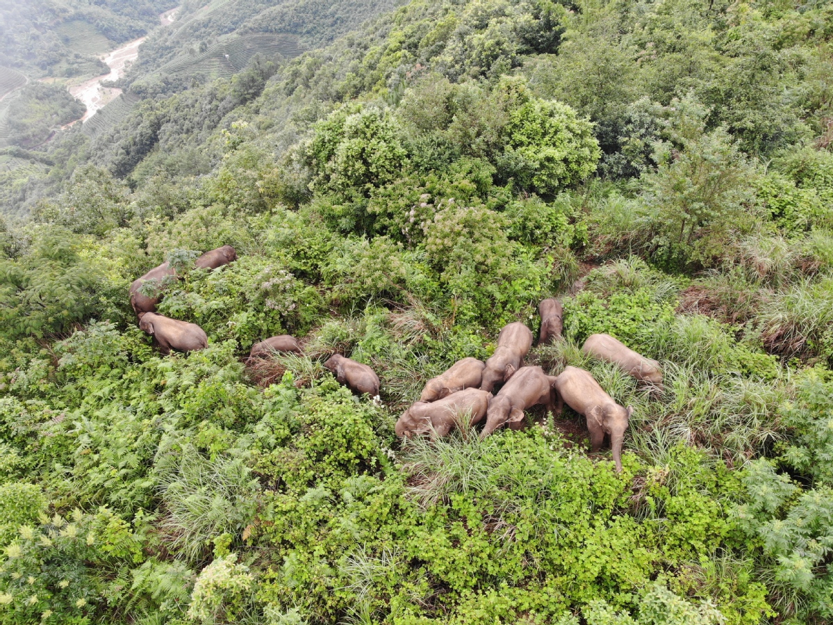 China to further promote protection of Asian elephants