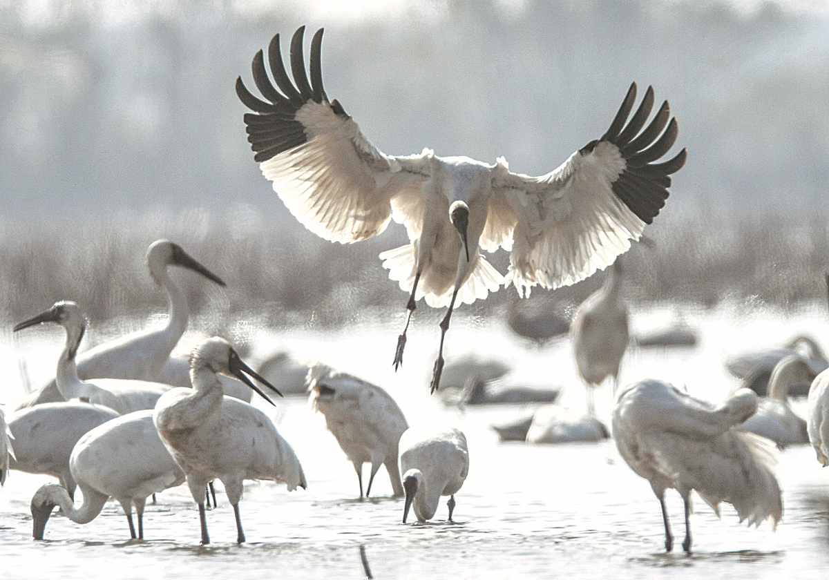 From Marseille to Kunming, all eyes on post-2020 global biodiversity framework