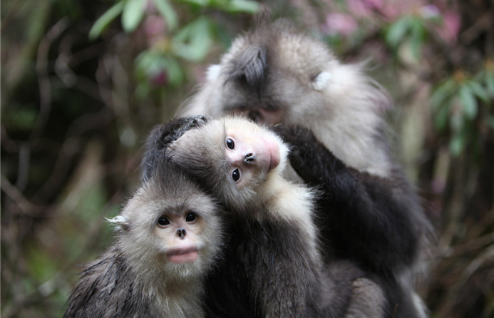 Video: The Chinese way of biodiversity conservation