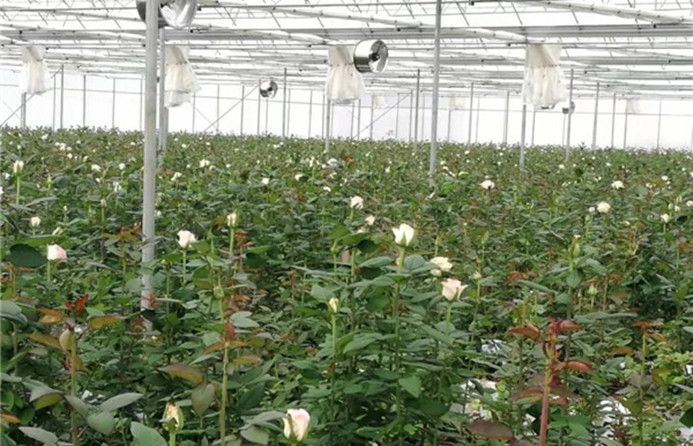 Asia’s largest single flower greenhouse to be built in Kunming