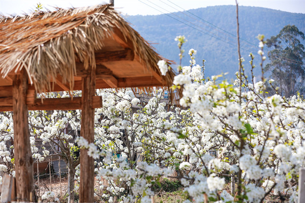 Anning sees white pear blooms