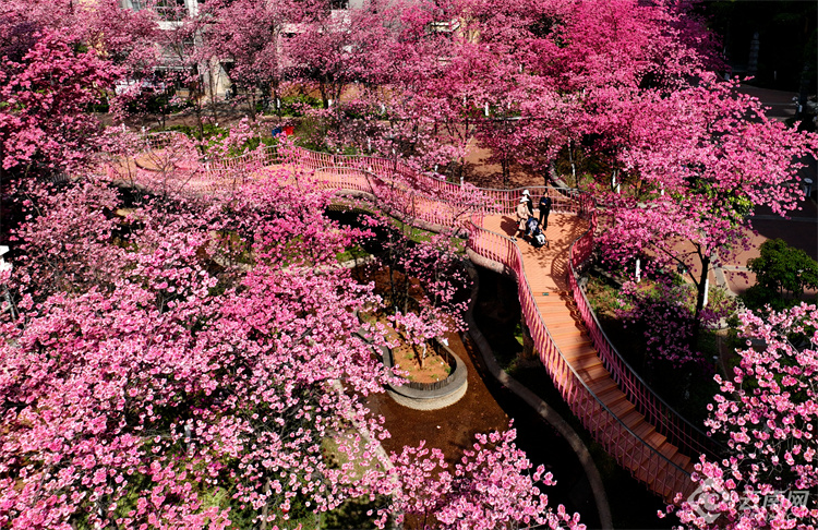 Kunming’s residential community awash in flowers
