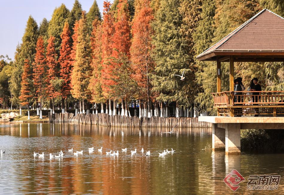 Best time in Kunming to admire rare trees