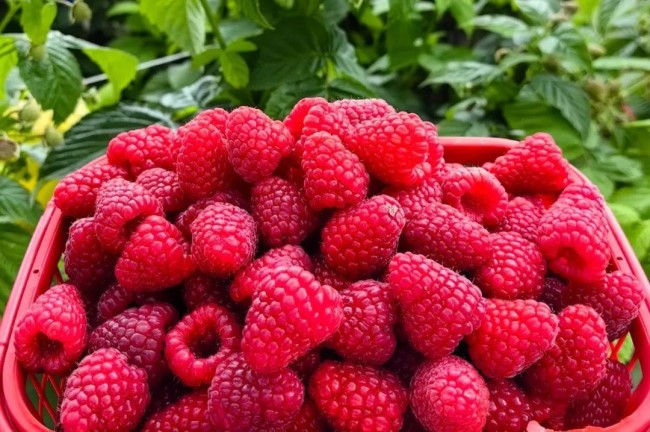 Chenggong district spurs growth in raspberry industry 