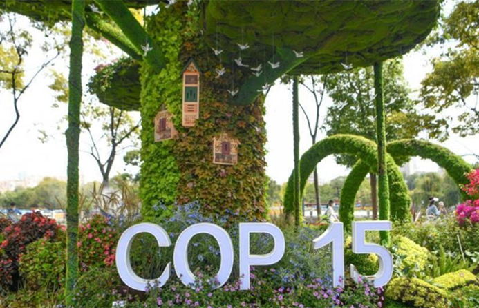 Xi will address COP15 leaders' summit via video