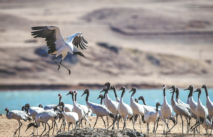 Feathered friends bring good fortune to rural residents