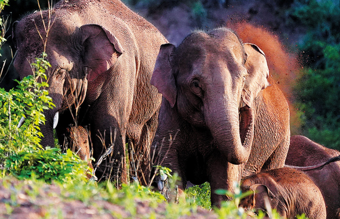 Wandering elephant herd enters rescue center valley