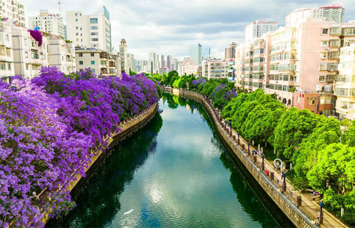 Kunming is blanketed by blossoms
