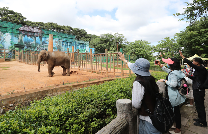 Successful elephant return shows growing opposition to mistreatment of animals