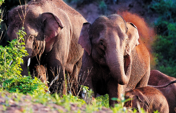 Successful elephant return shows growing opposition to mistreatment of animals