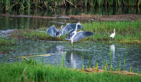 Xinghai wetland park the lungs of Dianchi Lake