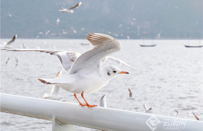 Kunming welcomes 39,000 red-billed gulls in 2022