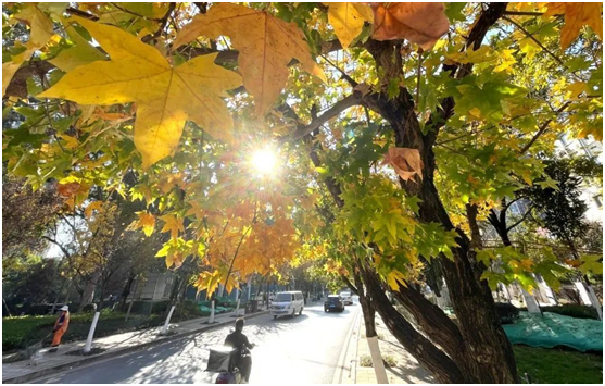 Bright-colored winter in Kunming