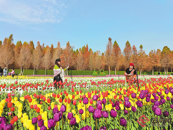Laoyuhe Park's one million tulips in bloom