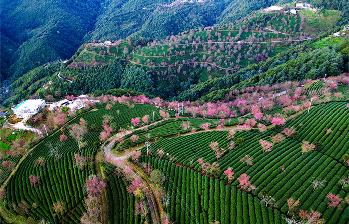 Yunnan advances its distinctive agriculture