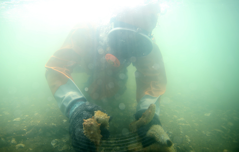 Underwater sea cucumber harvesting