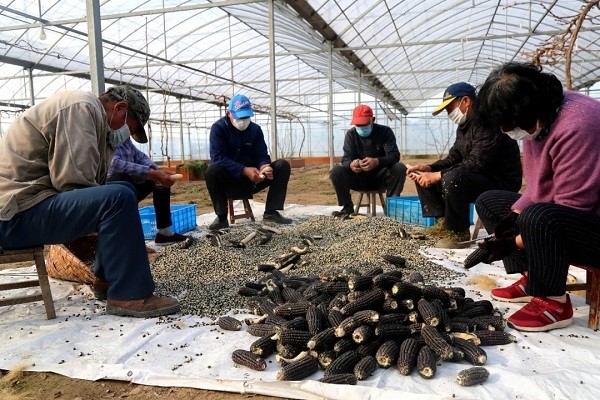 Steady agricultural development facilitated in Chongchuan