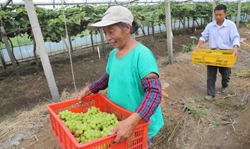 Bountiful grape harvest boosts employment for CCEDZ disabled