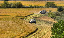 Chongchuan sees rice bumper harvest 