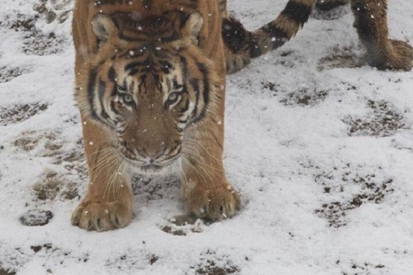 In pics: Animals frolic in snow at Nantong Forest Safari Park