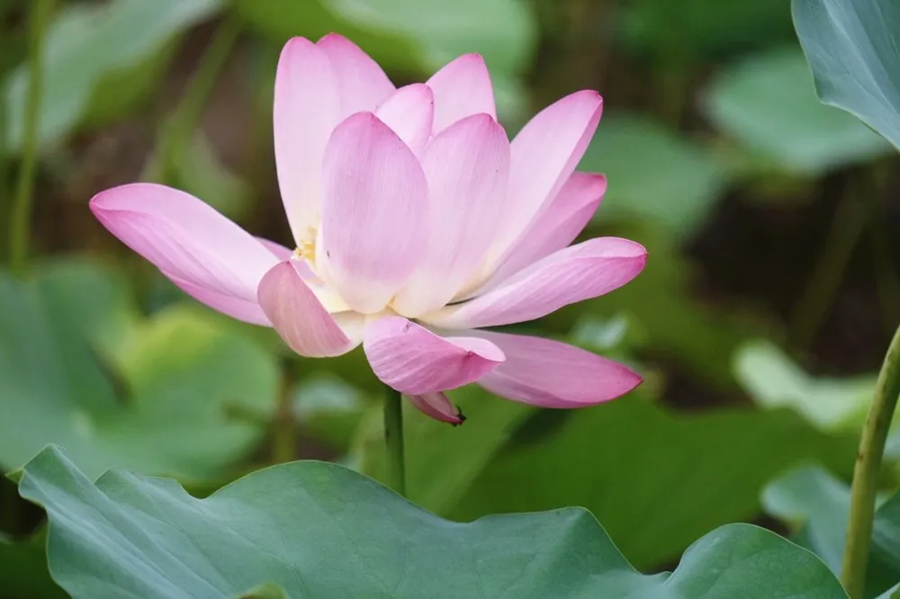 Lotus flowers blossom at Bailong Lake