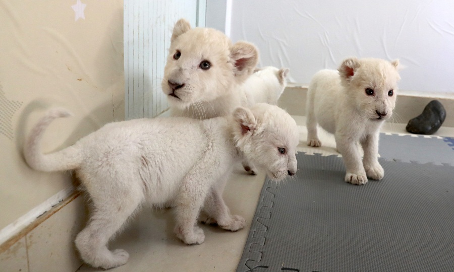 江苏南通森林野生动物园再现罕见四胞胎小白狮1.jpg