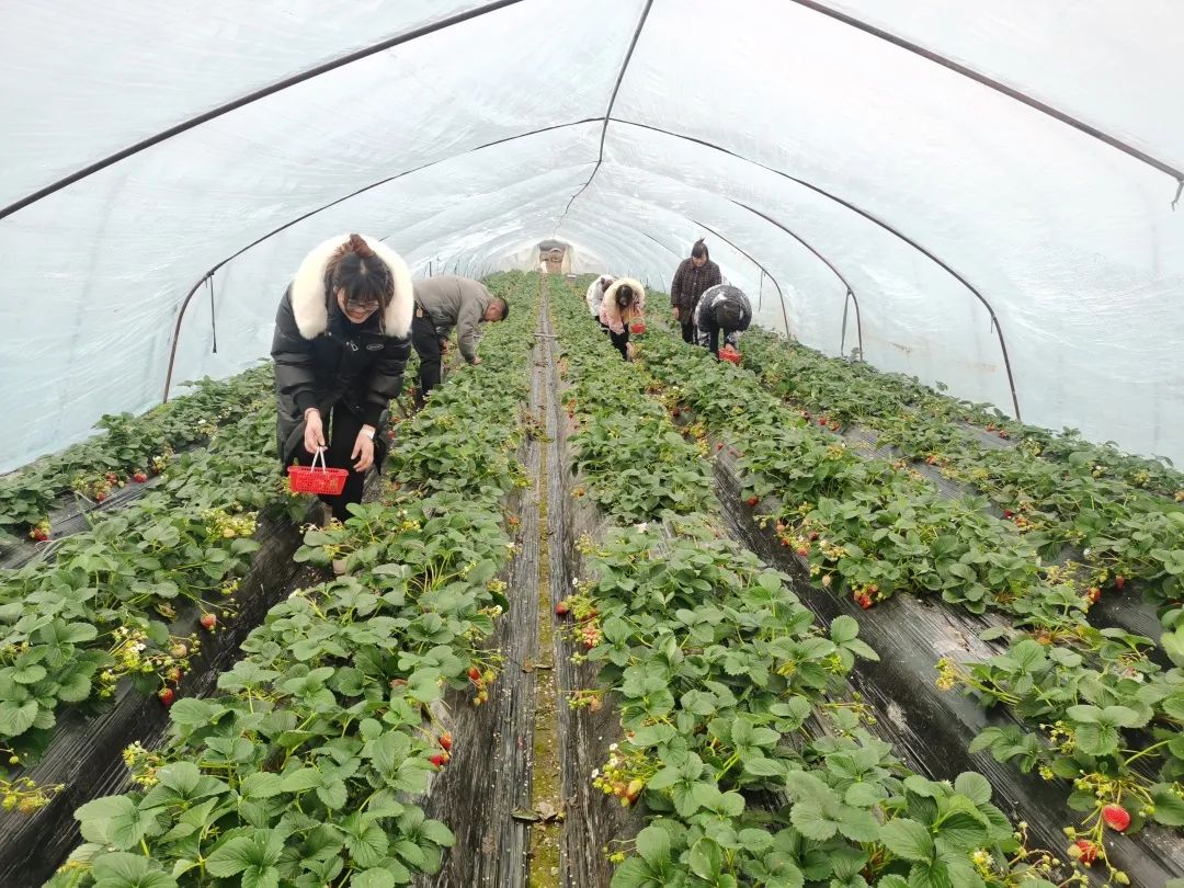 Rugao strawberry farm a hot spot in winter