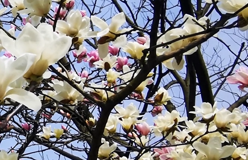 Spring splendor unfolds in Qidong