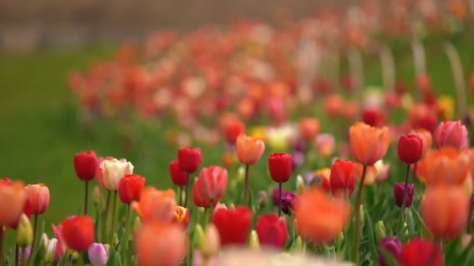 Annual tulip expo blooms in Qidong