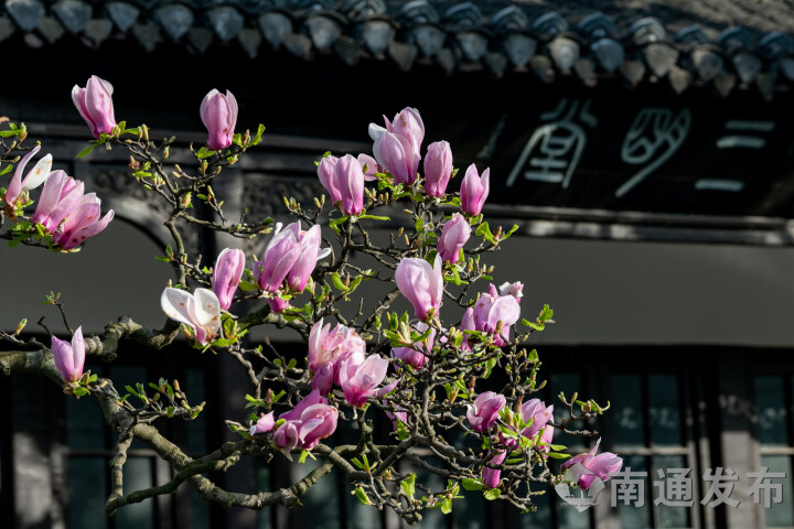 Ancient magnolia tree blossoms in Rugao's Shuihui Garden