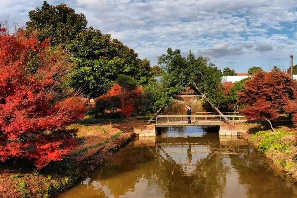 In pics: Autumn views in Qidong